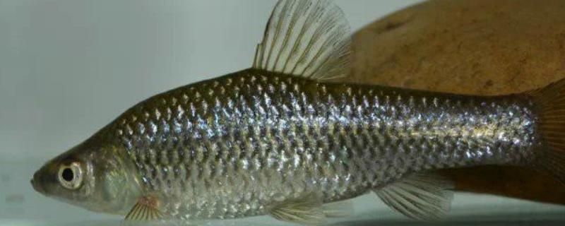 龍魚吃的麥穗要清理內(nèi)臟嗎：喂給龍魚的麥穗魚是否需要去內(nèi)臟？