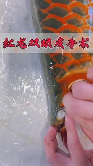 龍魚掉眼手術(shù)后會復(fù)發(fā)嗎圖片