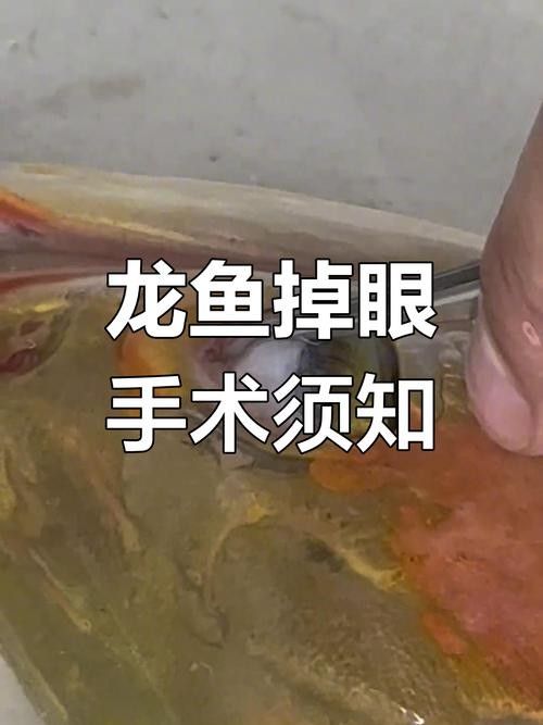 龍魚掉眼手術(shù)后會復(fù)發(fā)嗎圖片