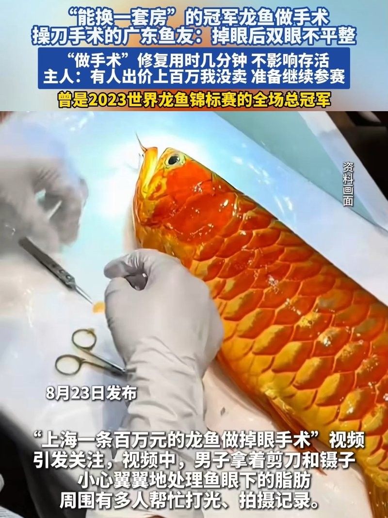 龍魚掉眼手術(shù)后會復(fù)發(fā)嗎圖片