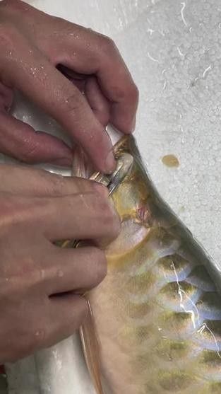龍魚掉眼手術(shù)后會復(fù)發(fā)嗎圖片