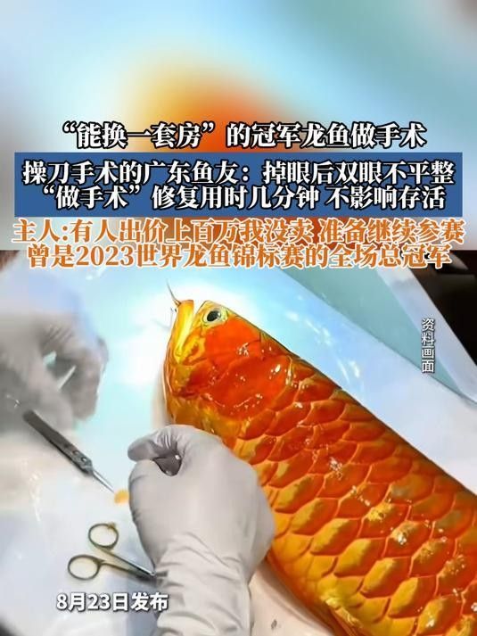 龍魚掉眼手術(shù)后會復(fù)發(fā)嗎圖片