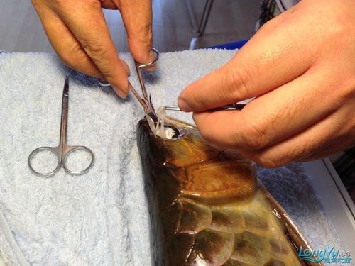 龍魚掉眼手術(shù)后會復(fù)發(fā)嗎圖片