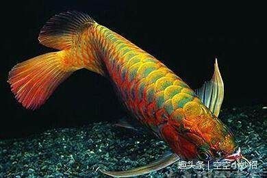 怎樣治療龍魚(yú)厭食癥最有效的方法：怎樣治療龍魚(yú)厭食癥