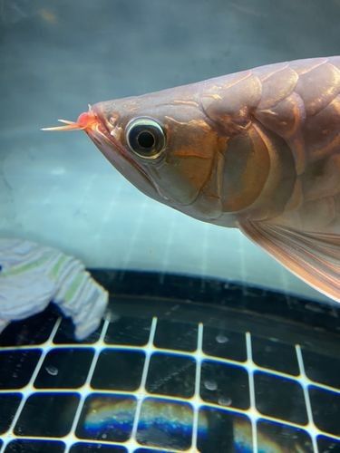 龍魚嘴是什么樣子