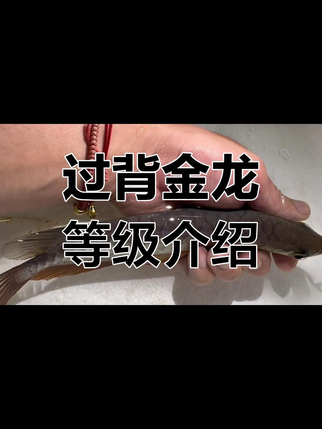 如何挑選健康的過背金頭龍魚？