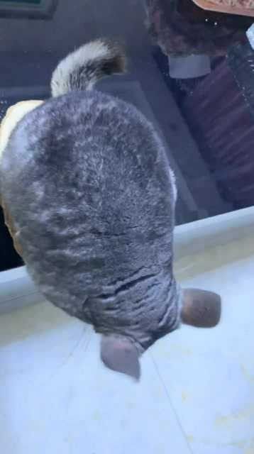 龍貓多久應該放風一次？