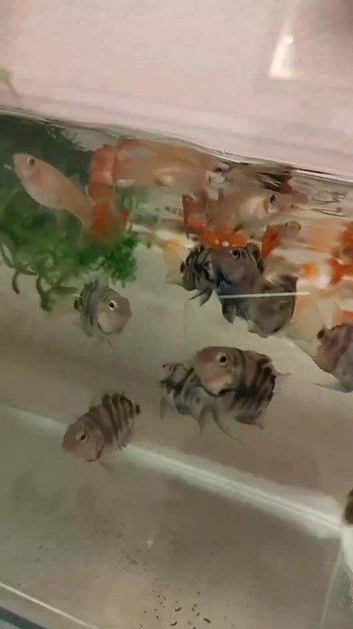 孔雀魚冷水鸚鵡曼龍魚哪個好養