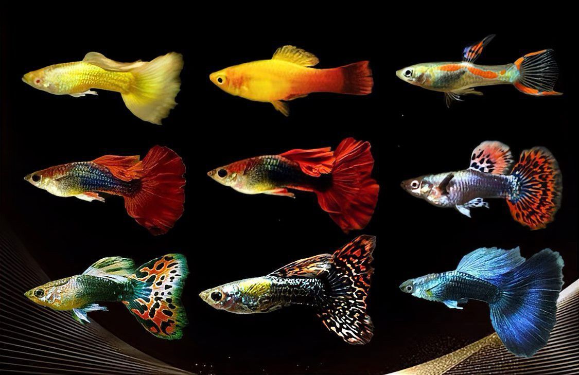 孔雀魚冷水鸚鵡曼龍魚哪個好養