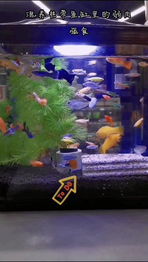 孔雀魚冷水鸚鵡曼龍魚哪個好養