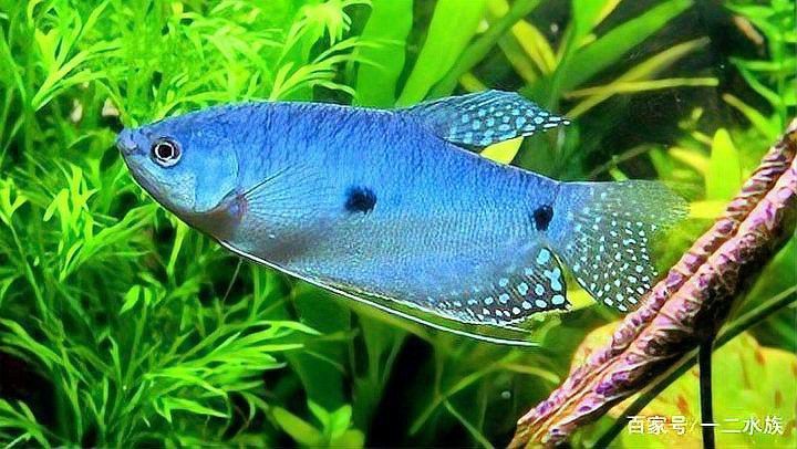 孔雀魚冷水鸚鵡曼龍魚哪個好養