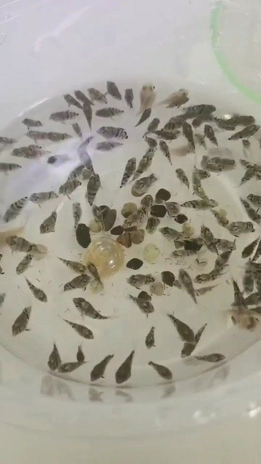 孔雀魚冷水鸚鵡曼龍魚哪個好養