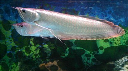 銀龍魚常見病治療方法：銀龍魚在飼養過程中可能會遇到各種疾病問題及其治療