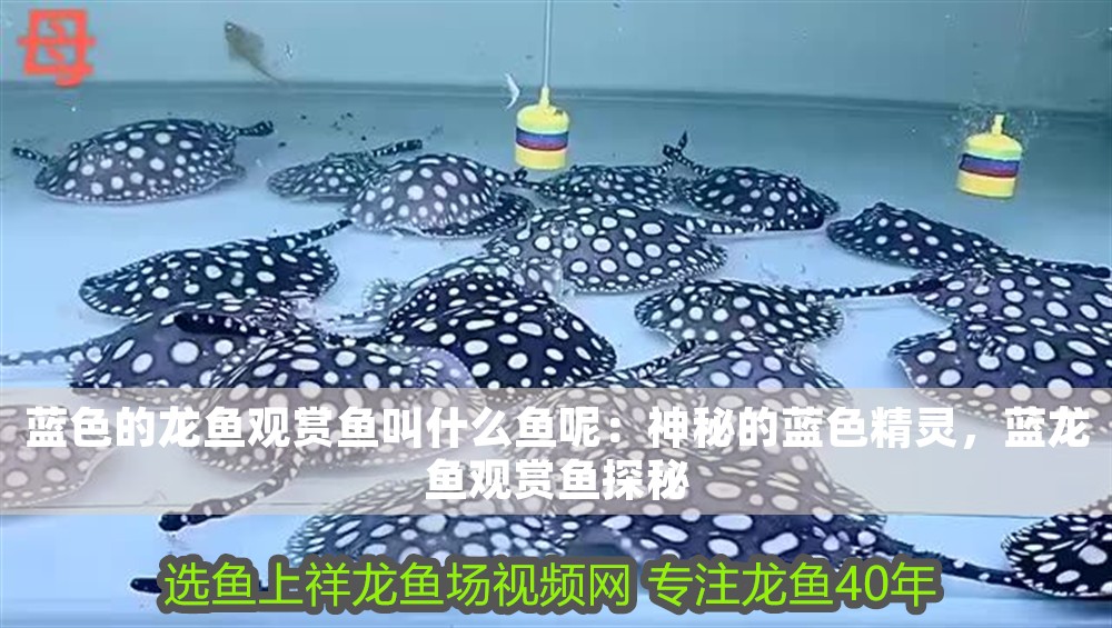 藍色的龍魚觀賞魚叫什么魚呢：神秘的藍色精靈，藍龍魚觀賞魚探秘 藍色的龍魚觀賞魚叫什么魚呢：神秘的藍色精靈，藍龍魚觀賞魚探秘 龍魚百科 第1張