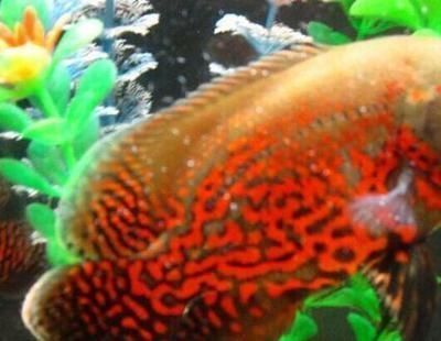 藍色的龍魚觀賞魚叫什么魚呢：神秘的藍色精靈，藍龍魚觀賞魚探秘 藍色的龍魚觀賞魚叫什么魚呢：神秘的藍色精靈，藍龍魚觀賞魚探秘 龍魚百科 第2張