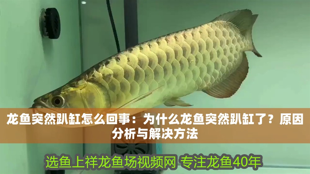 龍魚突然趴缸怎么回事：為什么龍魚突然趴缸了？原因分析與解決方法
