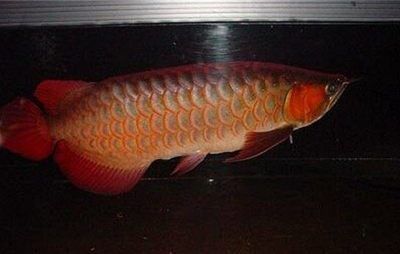 巧克力龍魚怎么區分品種的巧克力底金龍魚怎么區分品種：巧克力底金龍魚,巧克力底金龍魚怎么區分品種的