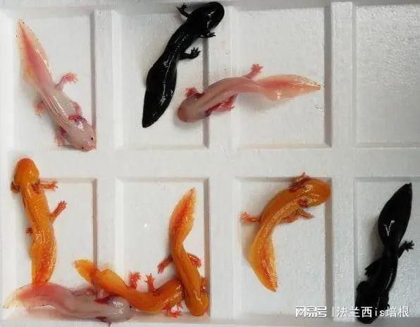 觀賞恐龍魚是不是保護(hù)動物