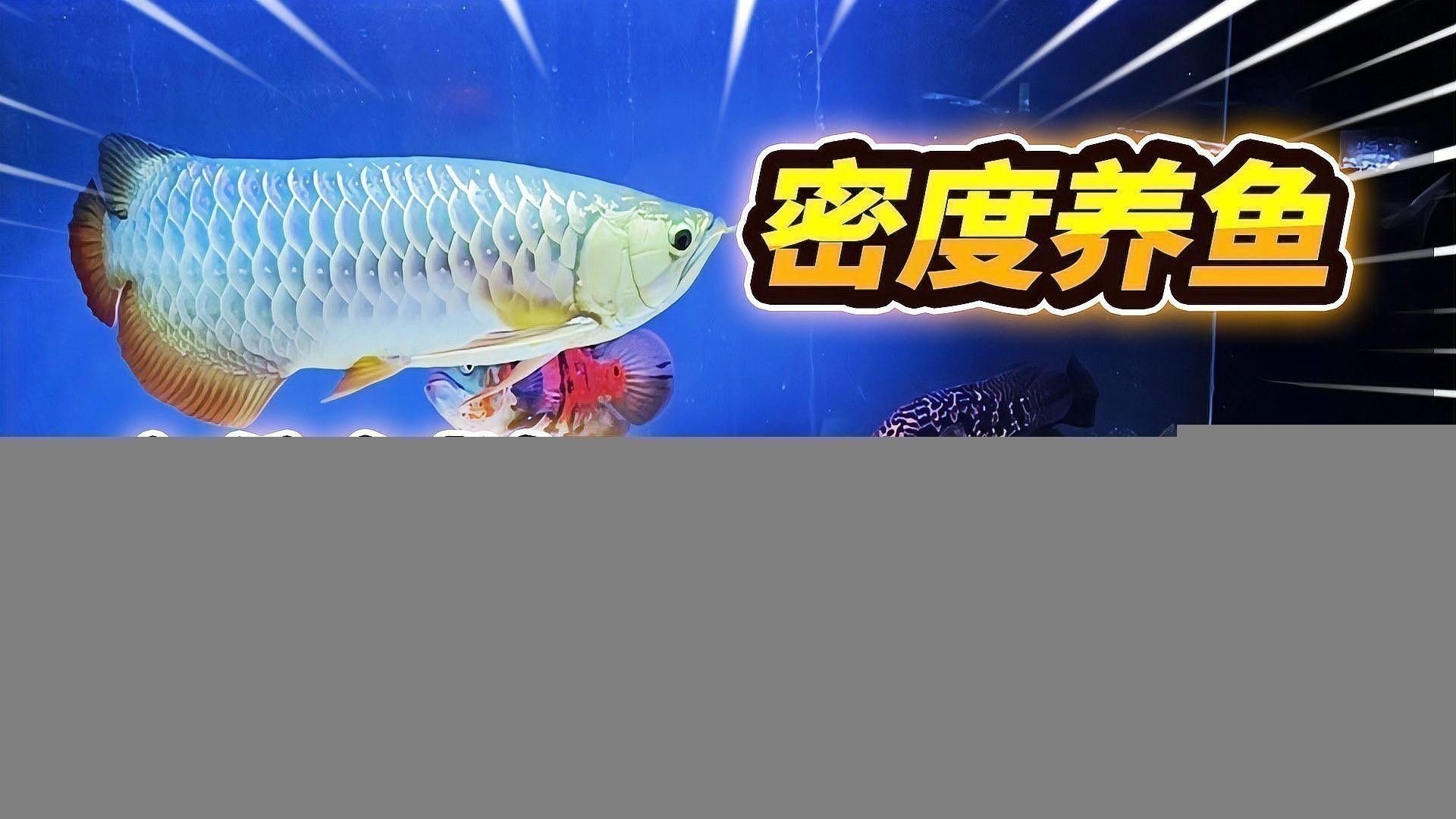 如何挑選合適的古典過背金龍魚缸？