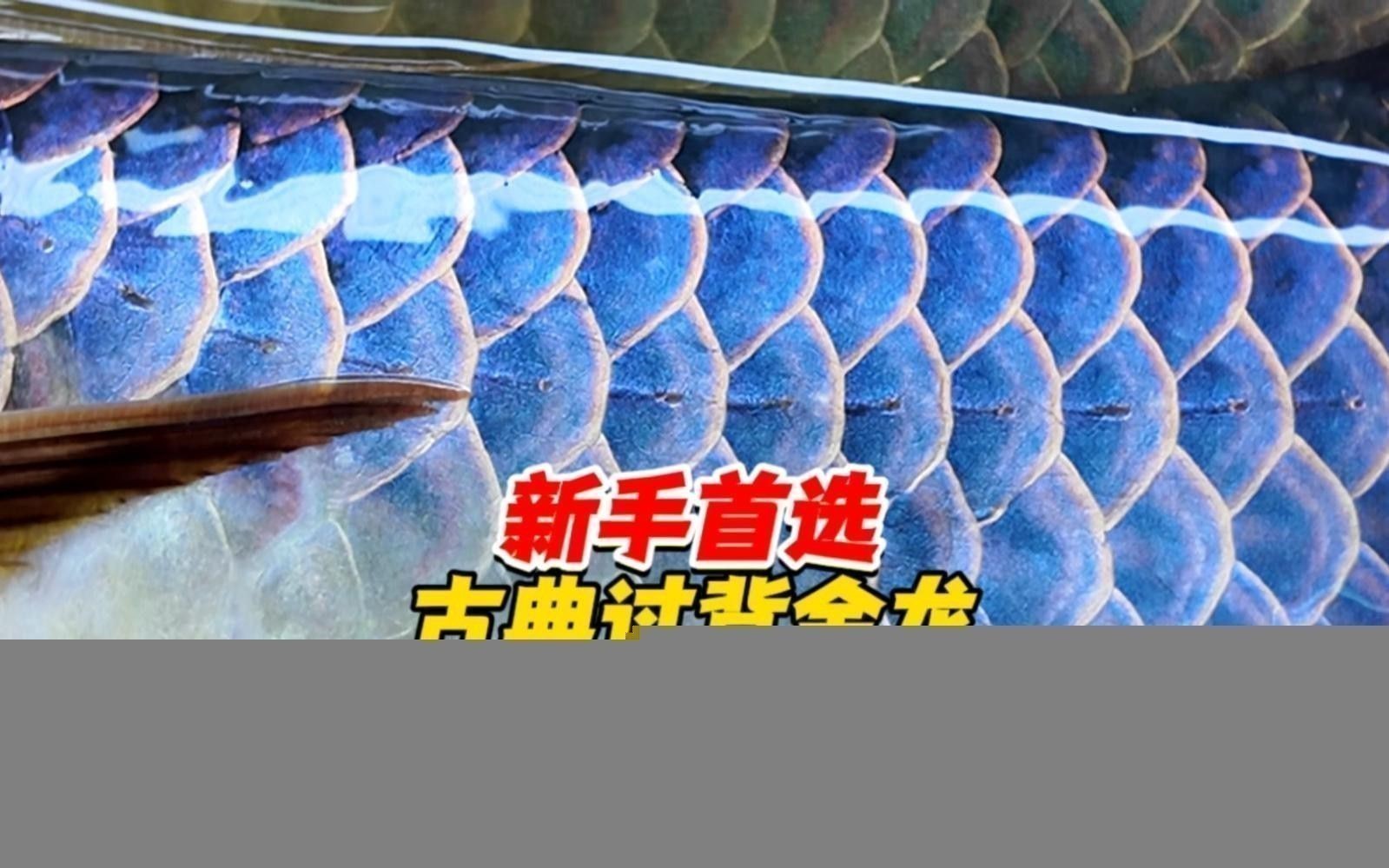 如何挑選合適的古典過背金龍魚缸？