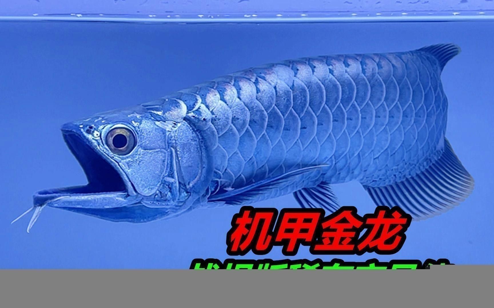 如何挑選合適的古典過背金龍魚缸？