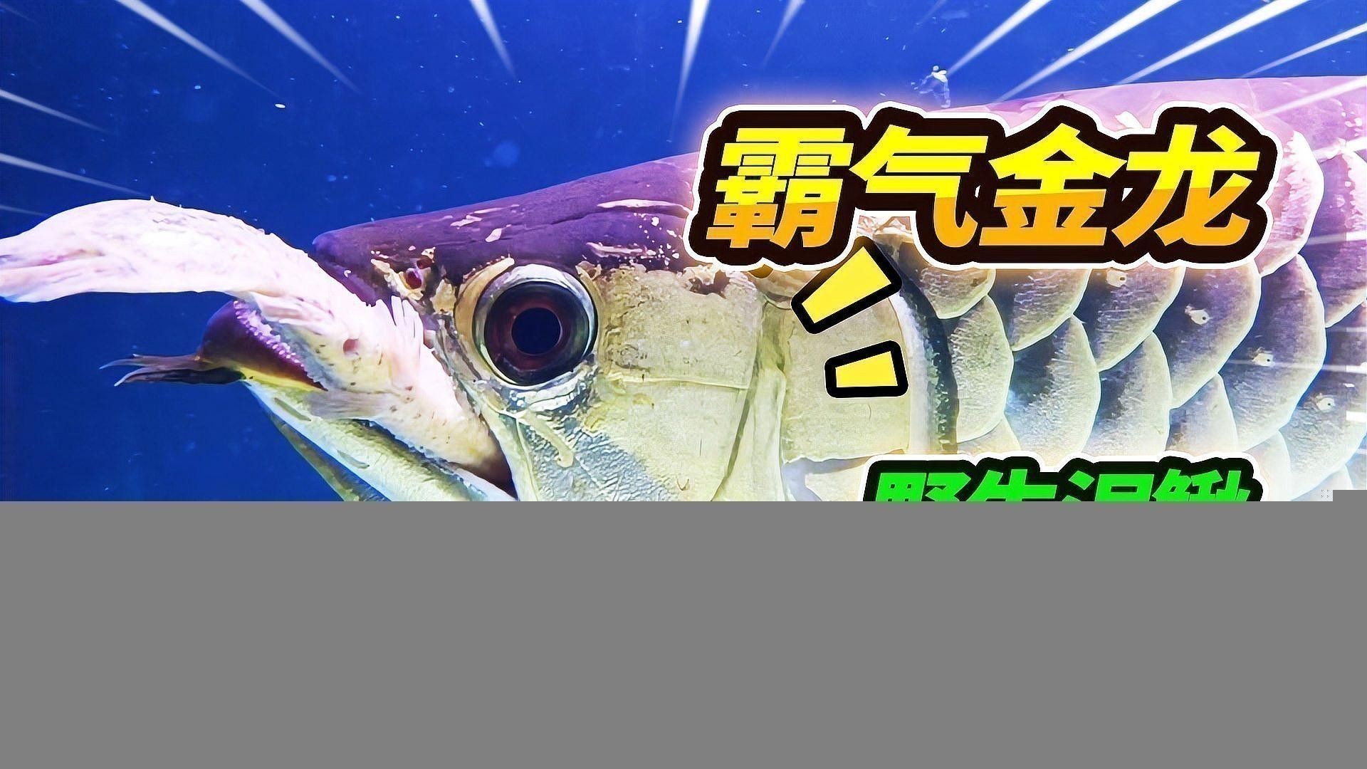 如何挑選合適的古典過背金龍魚缸？