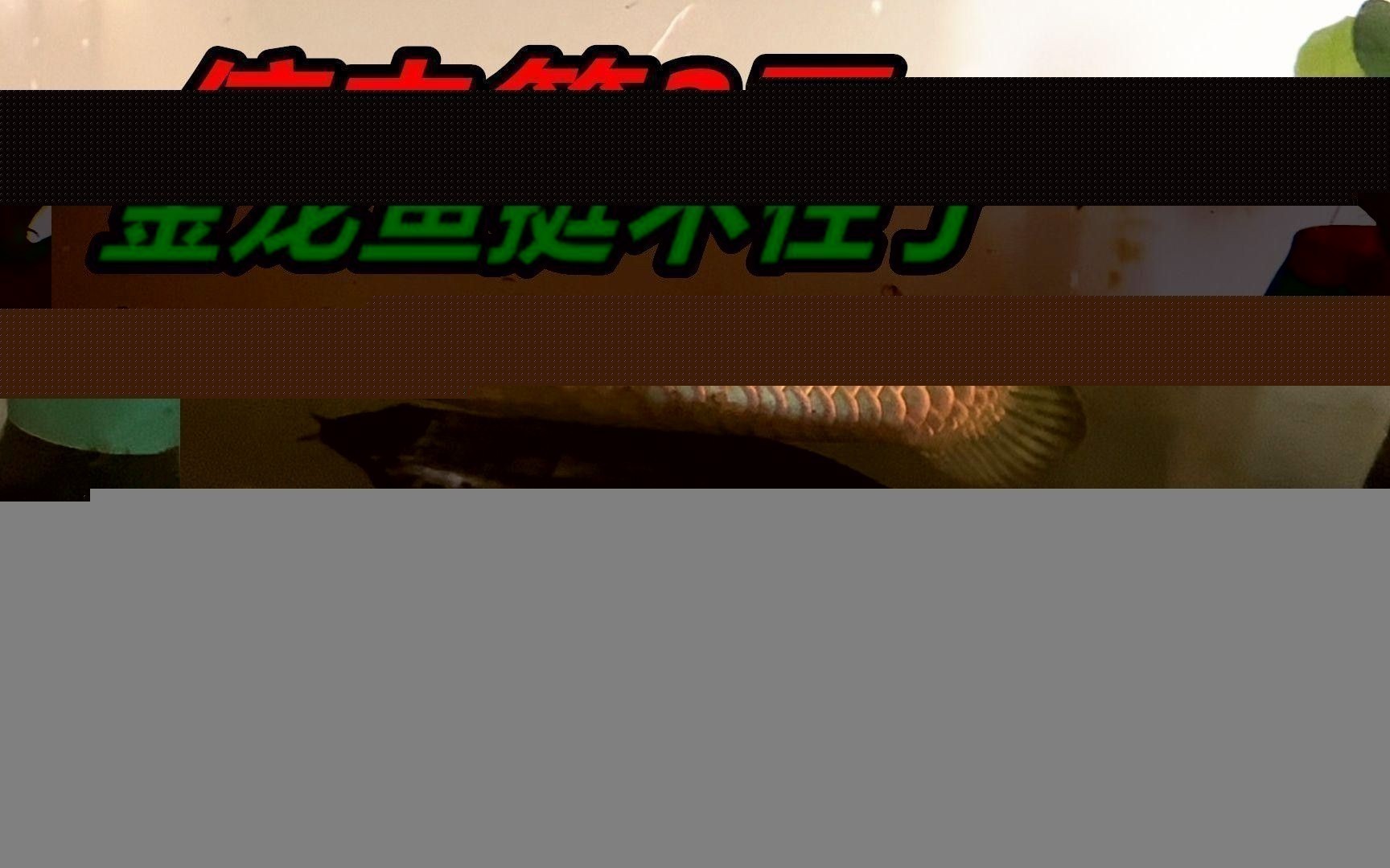 如何挑選合適的古典過背金龍魚缸？