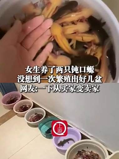 六角恐龍如何識別主人？