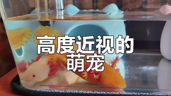 六角恐龍如何識別主人？