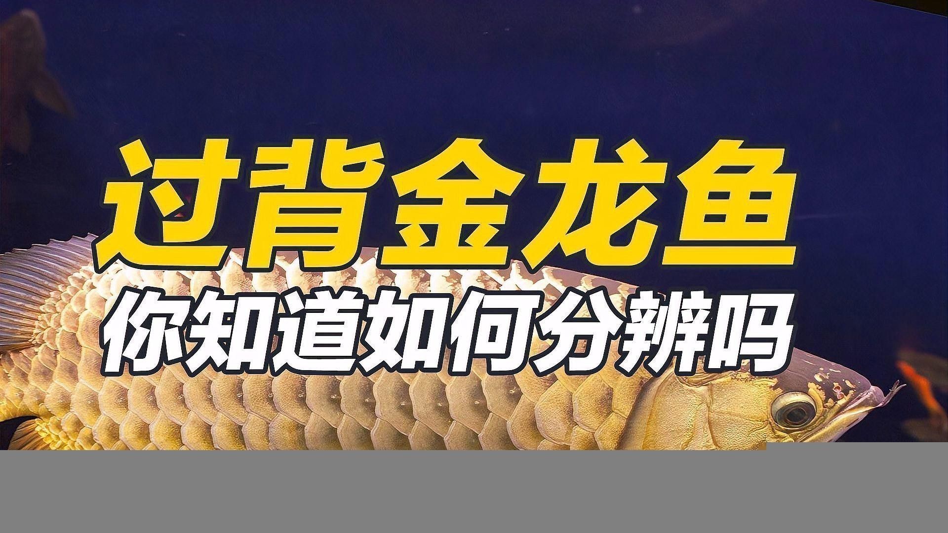 過(guò)背龍魚(yú)的價(jià)格是多少？