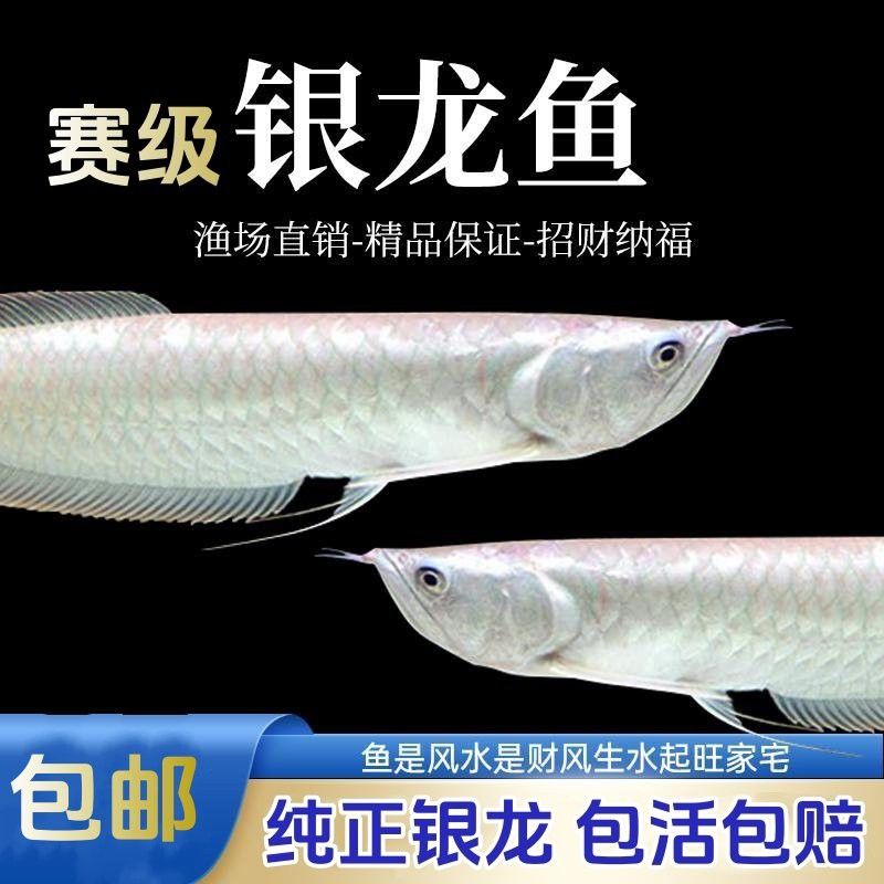 哪里可以購買到純種銀龍魚？