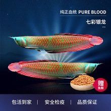 哪里可以購買到純種銀龍魚？