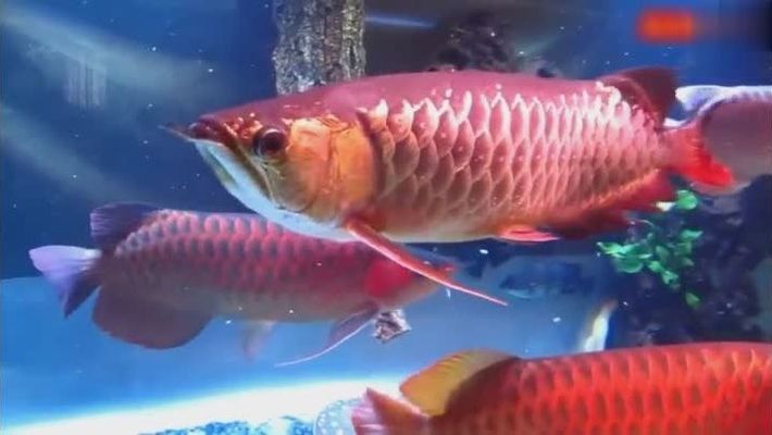龍魚欣賞：欣賞龍魚的技巧