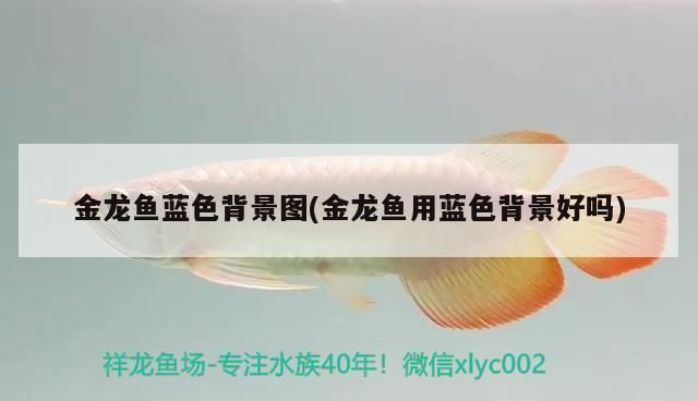金龍魚用藍色背景好嗎：不同階段金龍魚使用藍色背景的詳細分析