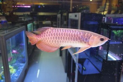 用什么方法可以麻醉金龍魚呢（金龍魚的麻醉方法）