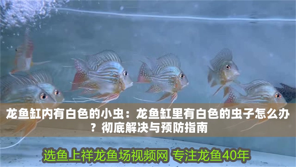 龍魚缸內有白色的小蟲：龍魚缸里有白色的蟲子怎么辦？徹底解決與預防指南
