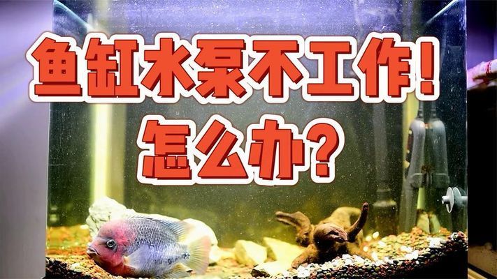 金龍魚多少錢一只?（3斤的金龍魚多少錢一只）