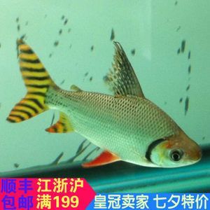 紅龍魚和虎魚混養并不一定會導致紅龍魚掉眼睛里：紅龍魚和虎魚可以混養嗎