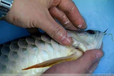 給龍魚做手術(shù)用什么藥最好：給龍魚做手術(shù)用什么藥最好給龍魚做手術(shù)最好的藥物