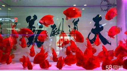 銀龍魚可以養什么清苔（如何控制魚缸中的青苔？）