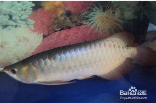 龍魚在缸底游是怎么回事（龍魚在缸底游是怎么回事龍魚在缸底游動(dòng)可能由多種因素引起）