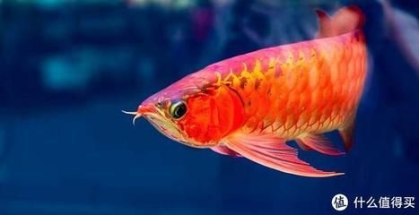 龍魚喂什么小魚：喂養龍魚的小魚種類多樣