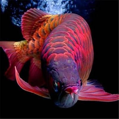 古典藍金龍魚多少錢（金龍魚一般多少錢一條）