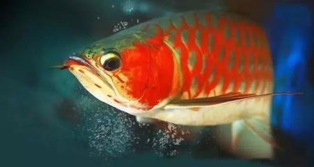 換季龍魚拒食（龍魚拒食的原因及處理方法）