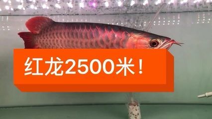 印尼龍魚80真實(shí)價格（“印尼龍魚80真實(shí)價格”的直接信息是一些印尼龍魚的價格信息）