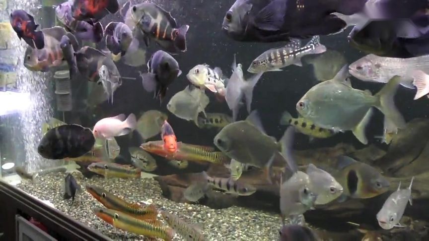 銀板魚混養適宜伴侶魚種：選擇銀板魚的混養伴侶需要考慮到水質要求、體形等因素