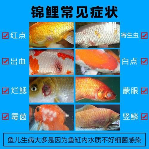 如何預防龍鳳錦鯉常見疾病？ 如何預防龍鳳錦鯉常見疾病？ 龍魚百科 第8張