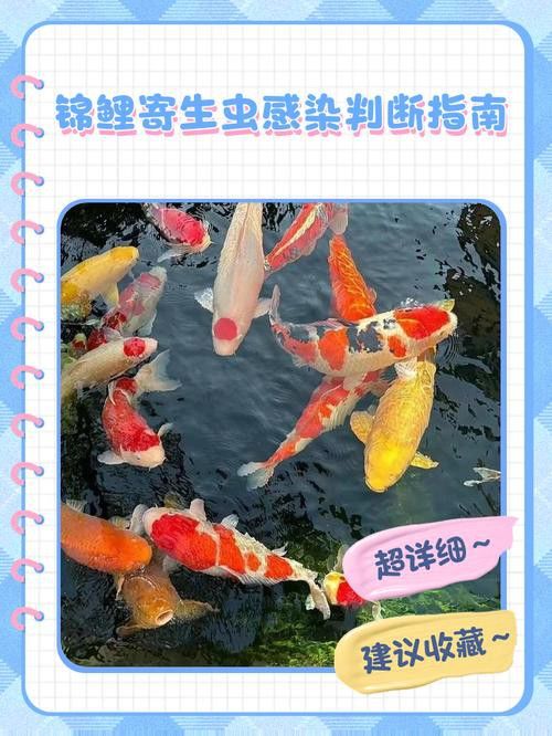 如何預防龍鳳錦鯉常見疾病？ 如何預防龍鳳錦鯉常見疾病？ 龍魚百科 第10張
