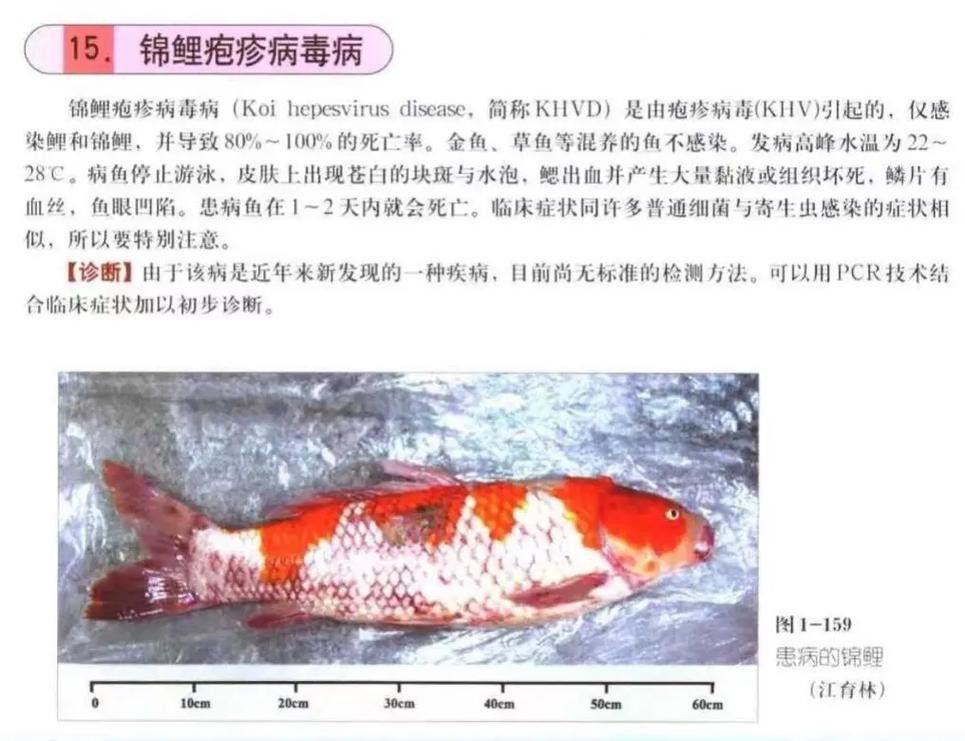 如何預防龍鳳錦鯉常見疾病？ 如何預防龍鳳錦鯉常見疾病？ 龍魚百科 第11張