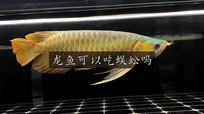 龍魚誤食蜈蚣后如何預防感染？